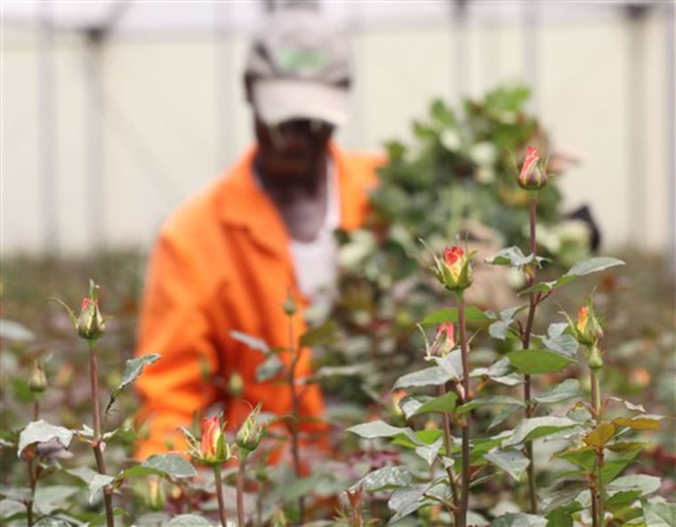 A worker picks flowers at a greenhouse in Naivasha, Kenya, on Monday. Farmers have laid off workers and thrown out flowers because storage facilities at Kenya's main airport are filled to capacity.